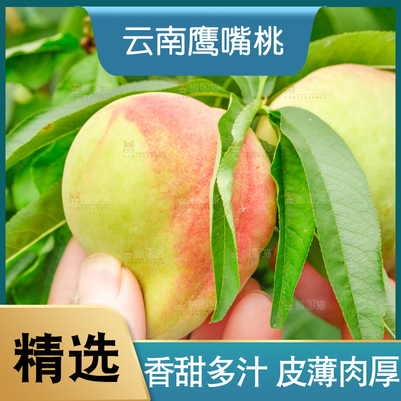 手拿云南鹰嘴黑美人桃子