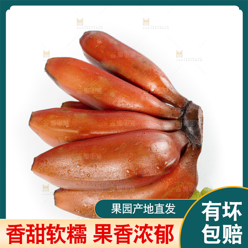 白底上的红皮美人蕉