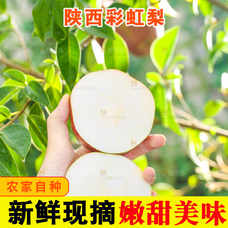 手拿切开的早酥红梨子
