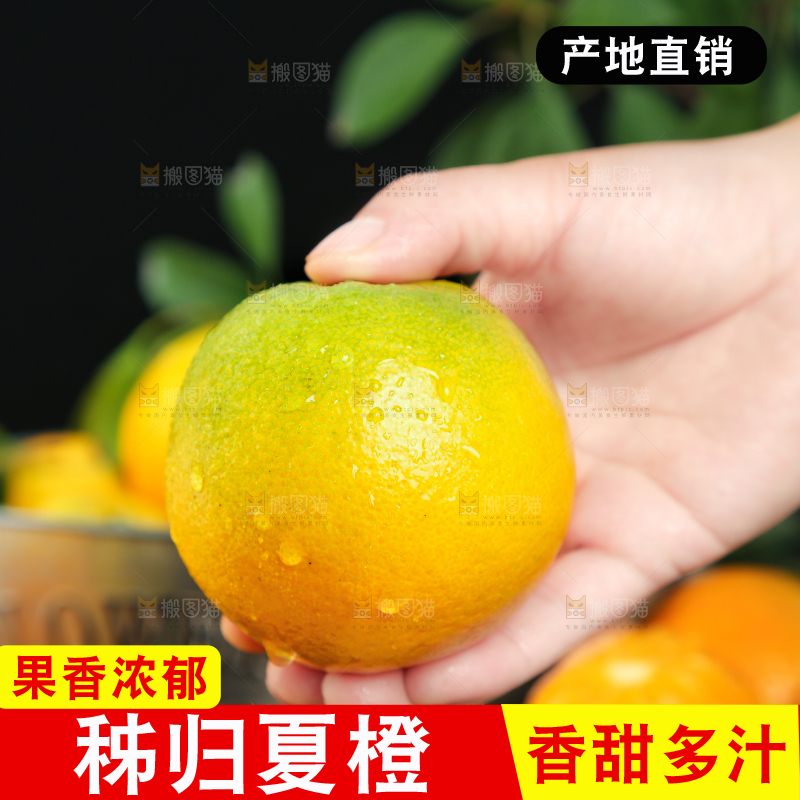 手拿秭归夏橙
