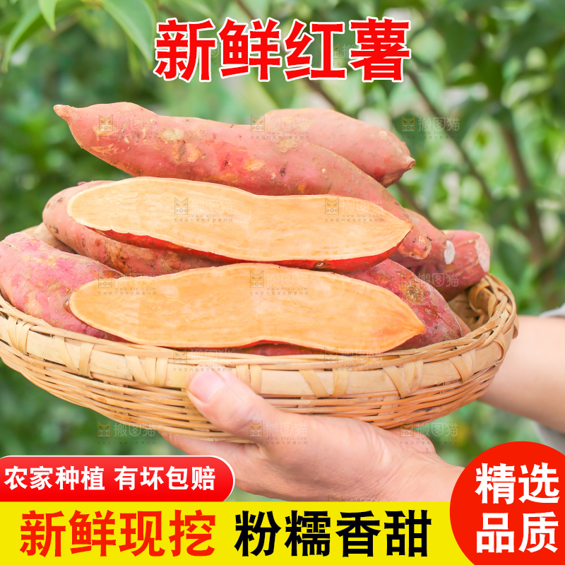 农民手里端着一盘红心红薯