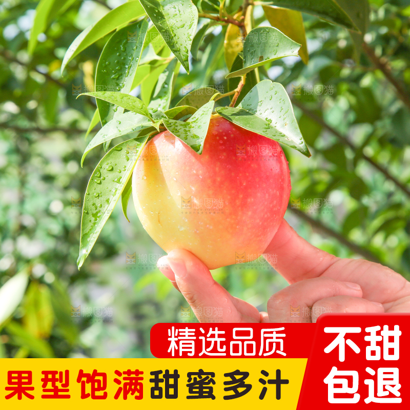 手拿嘎啦苹果