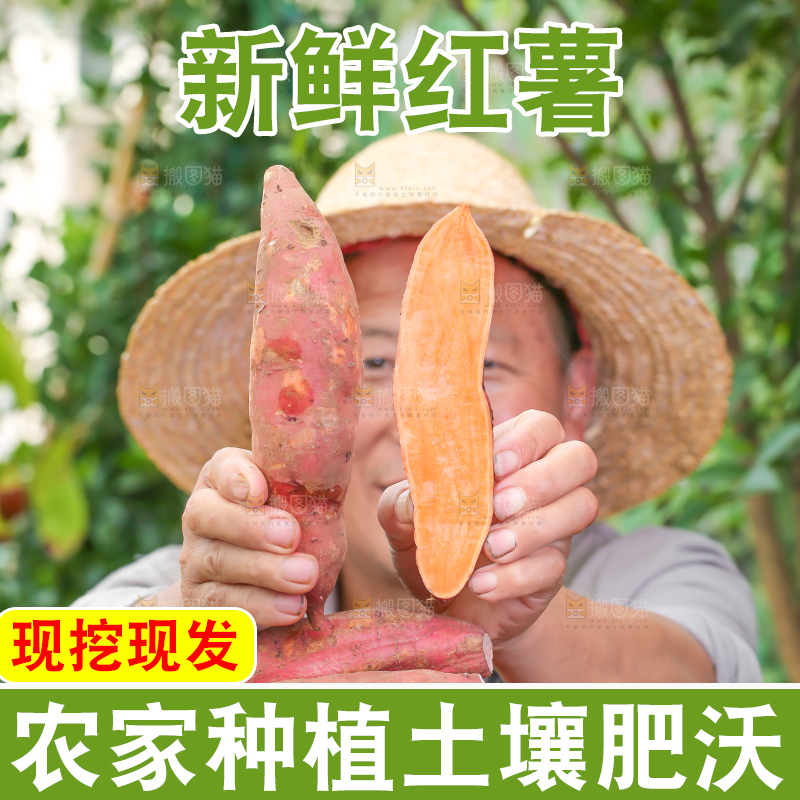 农民手里拿着红心蜜薯