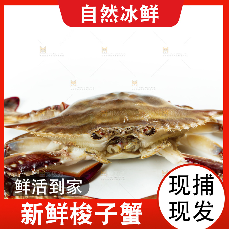 白底上的梭子蟹
