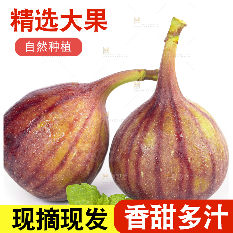 白底上的紫皮无花果