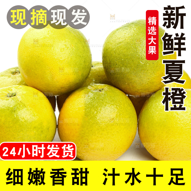 白底上的秭归夏橙