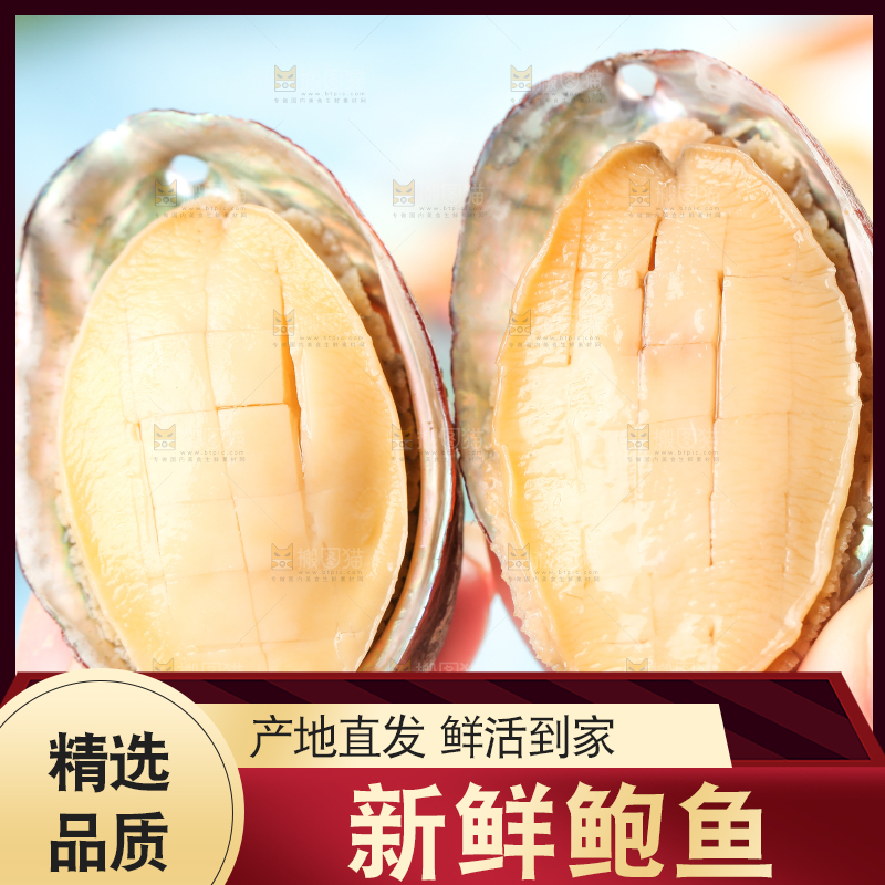 木底上放着鲜冻鲍鱼