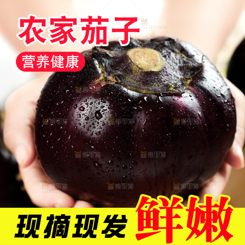 手拿紫圆茄子