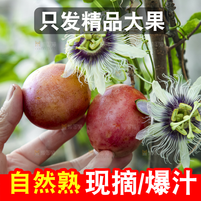 树上的百香果