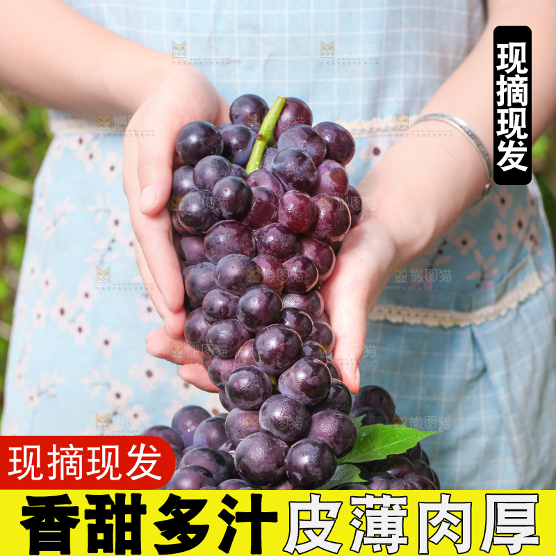 手拿一串新鲜葡萄