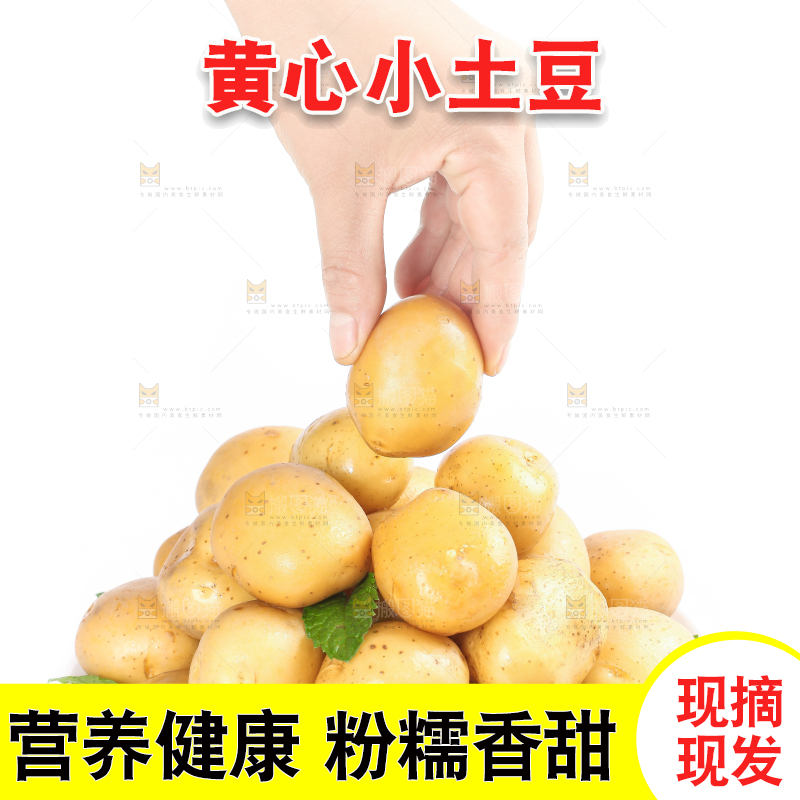手拿云南小土豆