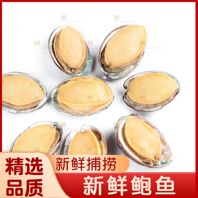 白底上的新鲜鲍鱼