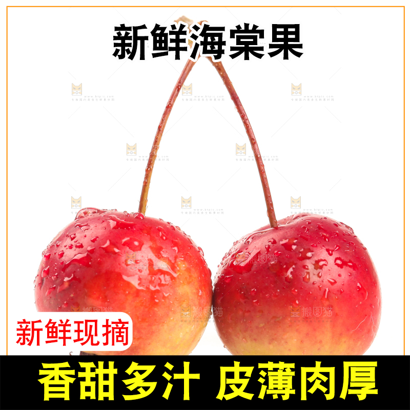 白底上的东北海棠果