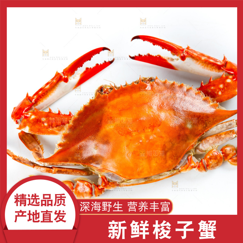 白底上的梭子蟹