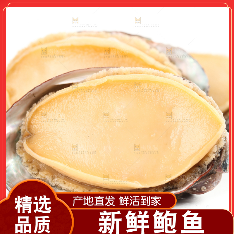白底上的新鲜鲍鱼