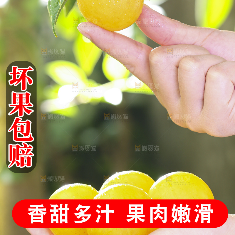 手拿黄金奈李