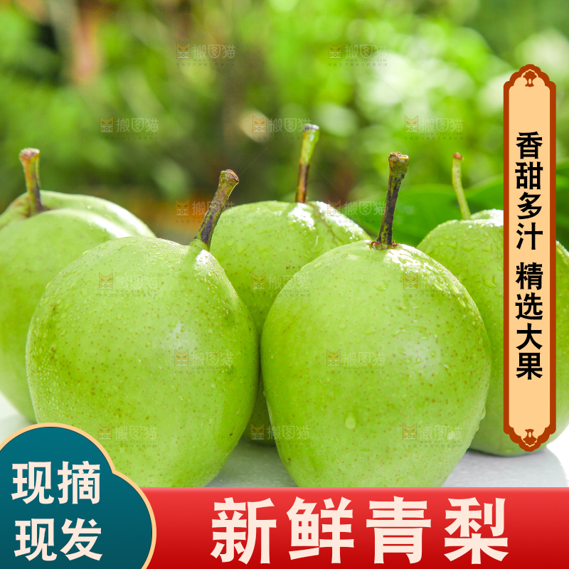 白石板上的陕西早酥梨