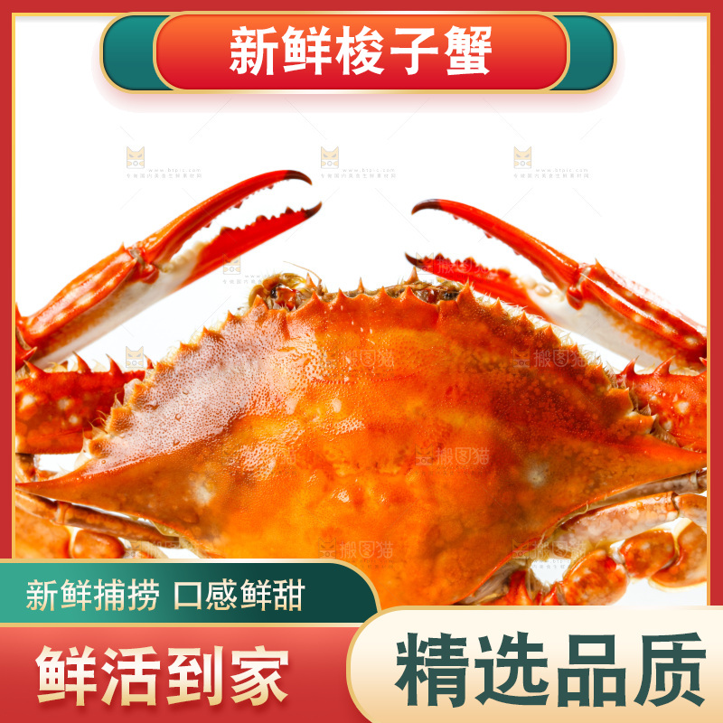 白底上的梭子蟹