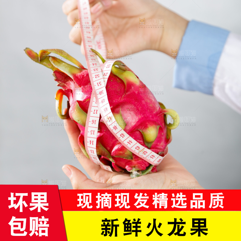 手里正在测量火龙果