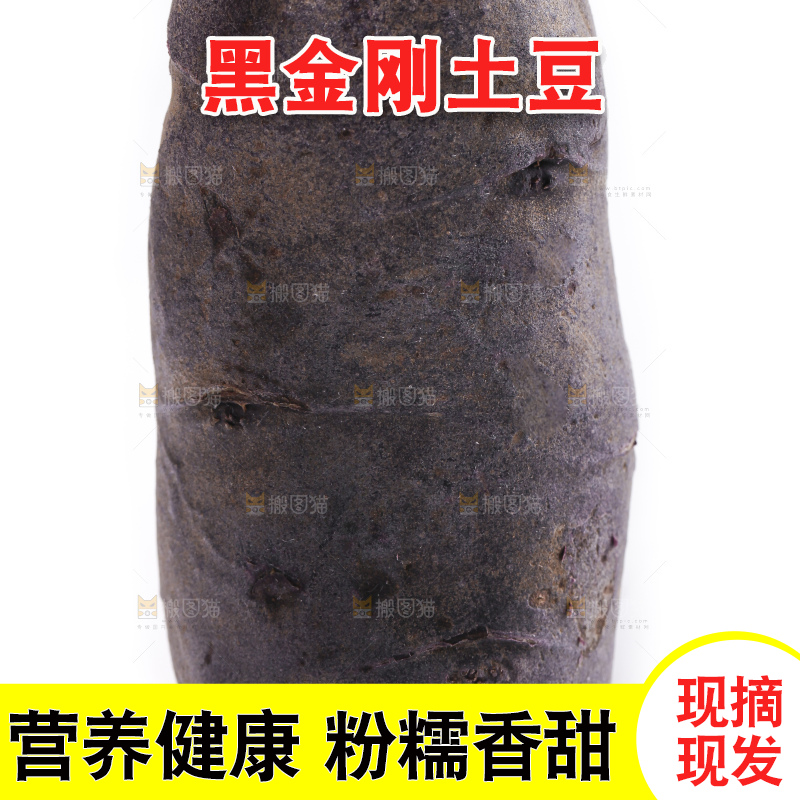 手里拿着农家紫土豆