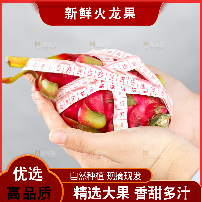 手里正在测量火龙果