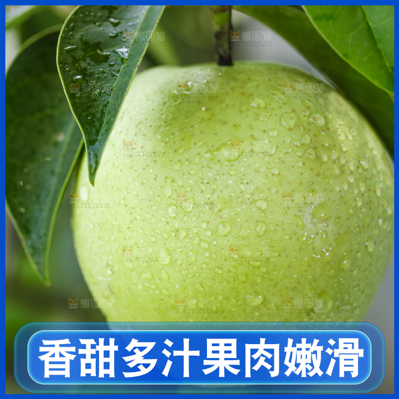 手拿砀山青皮翠冠梨