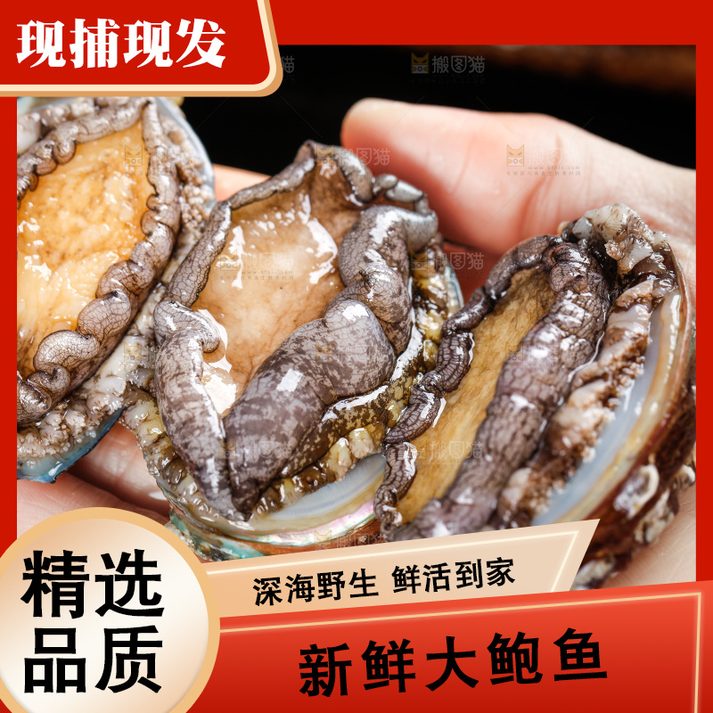 手拿鲍鱼