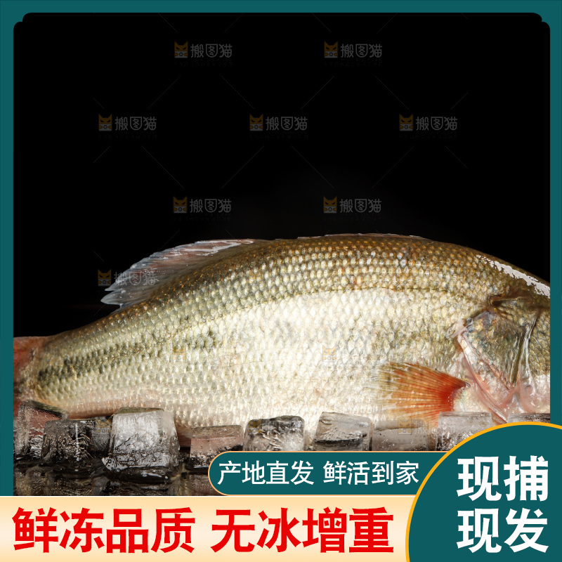 黑底上放着鲈鱼