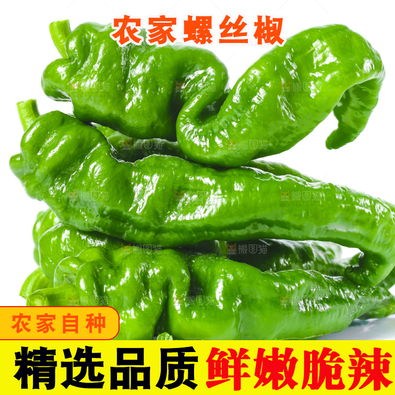 白底上的新鲜螺丝椒