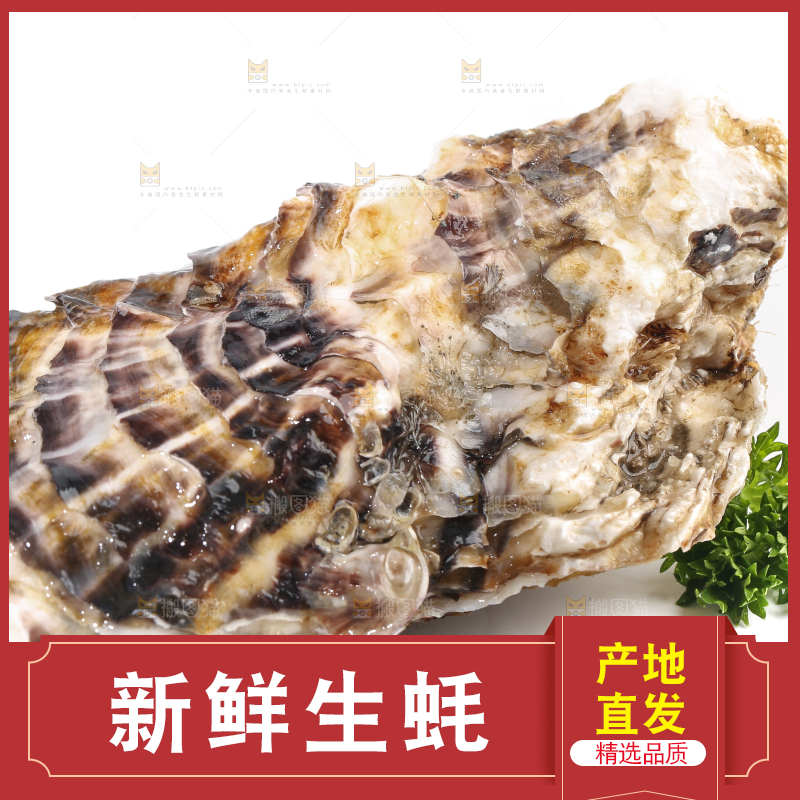 白底上的生蚝