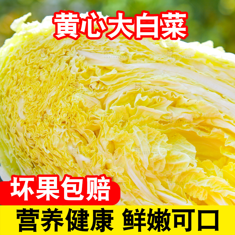 浅底上切开的黄心大白菜
