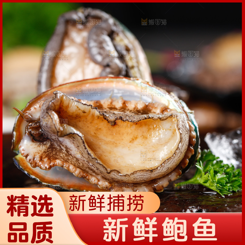 深底上的东山岛鲍鱼