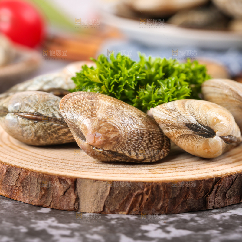 木底上新鲜蛤砺