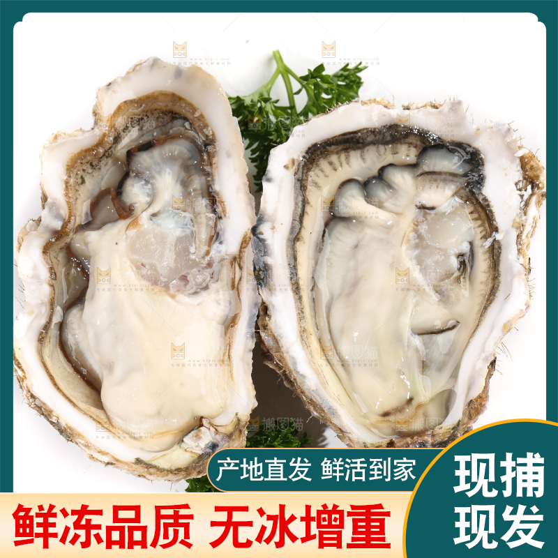 白底上剥开的牡蛎