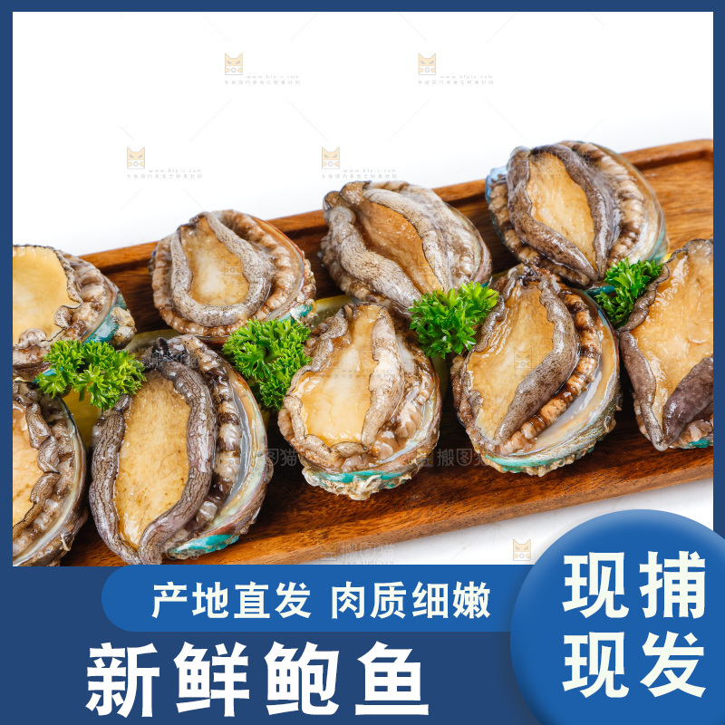 一盘鲜鲍鱼放在白底上