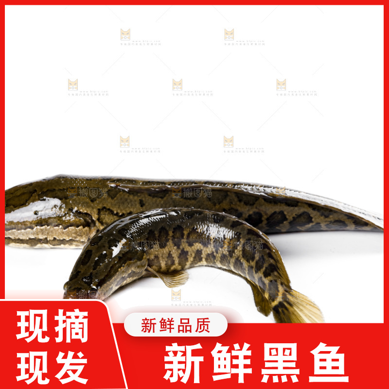 白底上的黑鱼