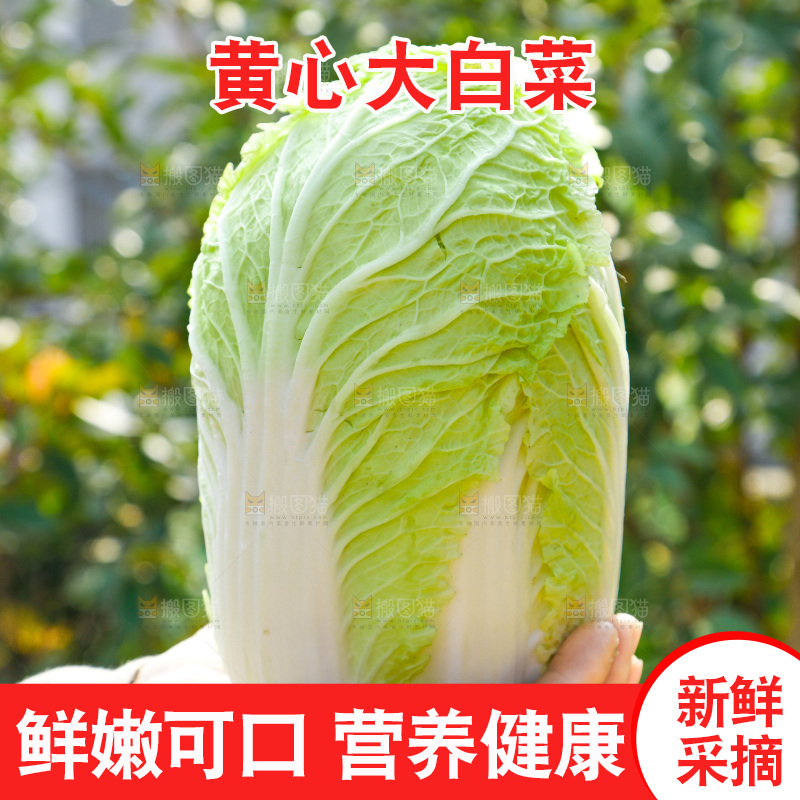 农民手拿大白菜