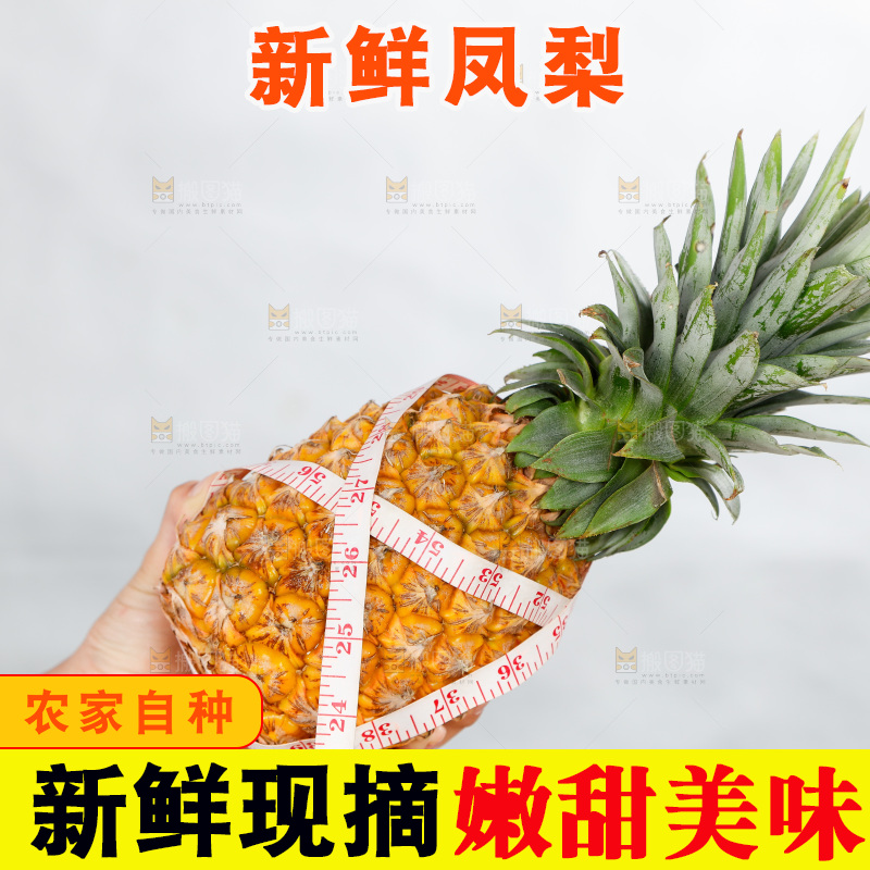 手里正在测量凤梨