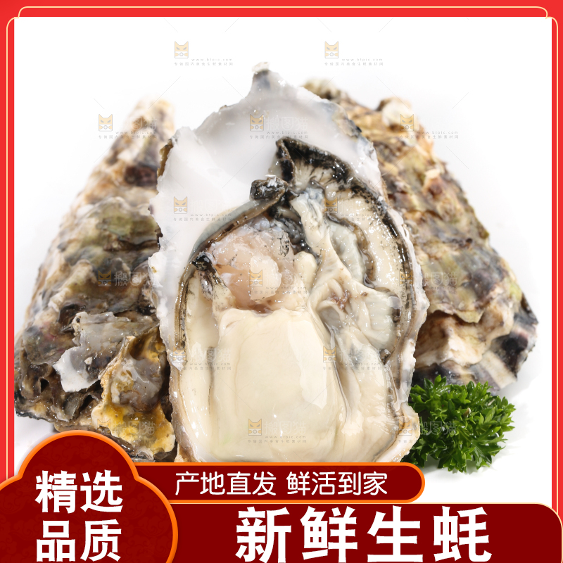 白底上剥开的牡蛎