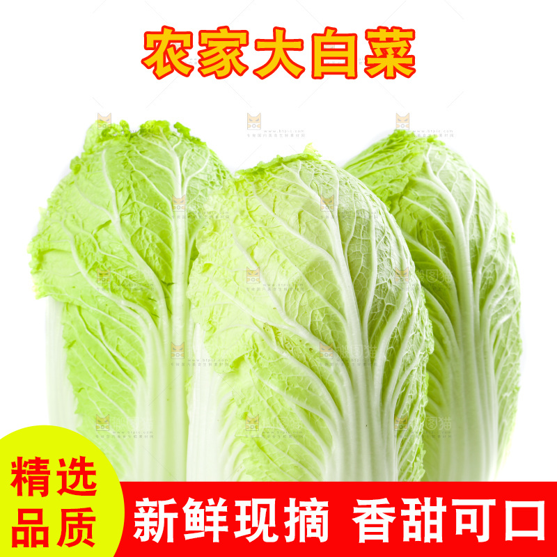 白底上的新鲜大白菜