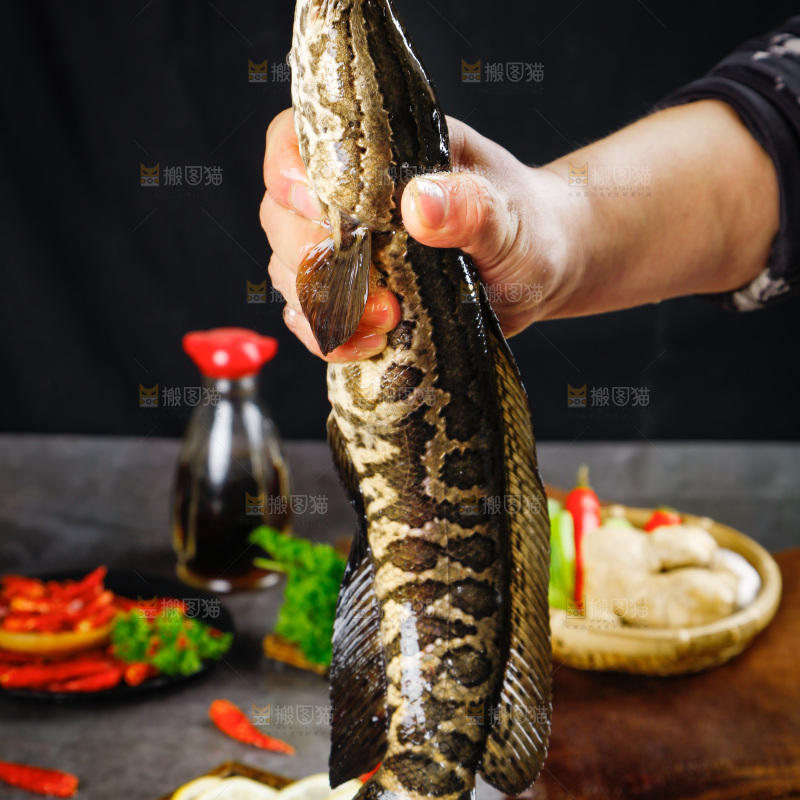 手拿鲜活乌鱼