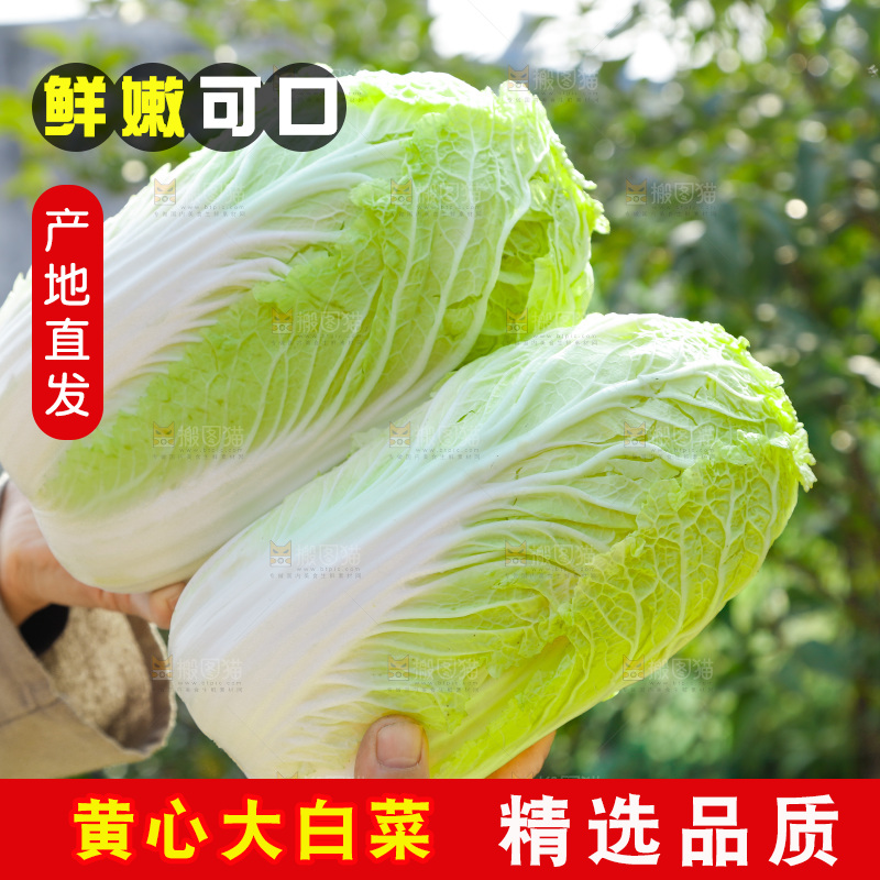 农民手拿黄心大白菜