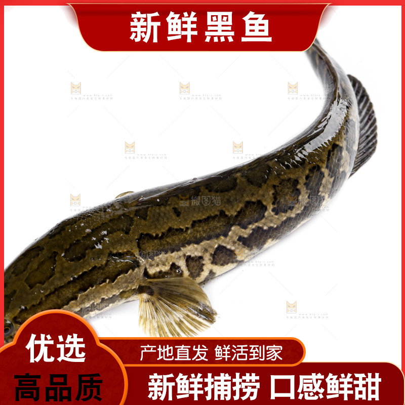 白底上放着 一条活黑鱼