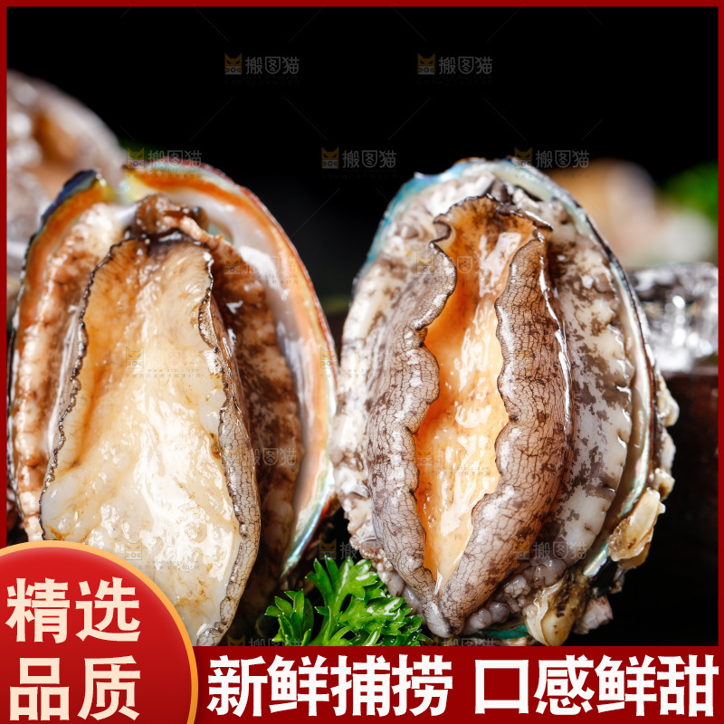深底上的东山岛鲍鱼