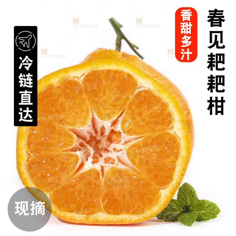 切开的四川耙耙柑放在白底上