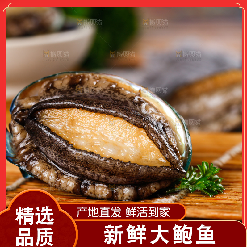 木底上的鲍鱼