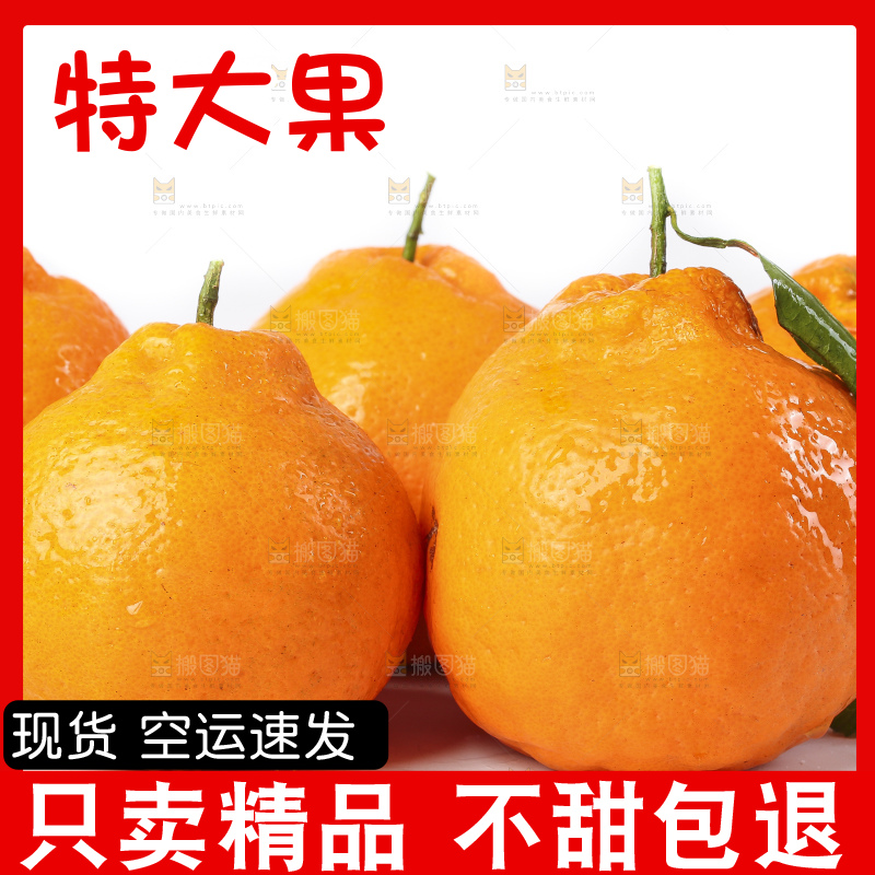 白底上放着春见桔橙