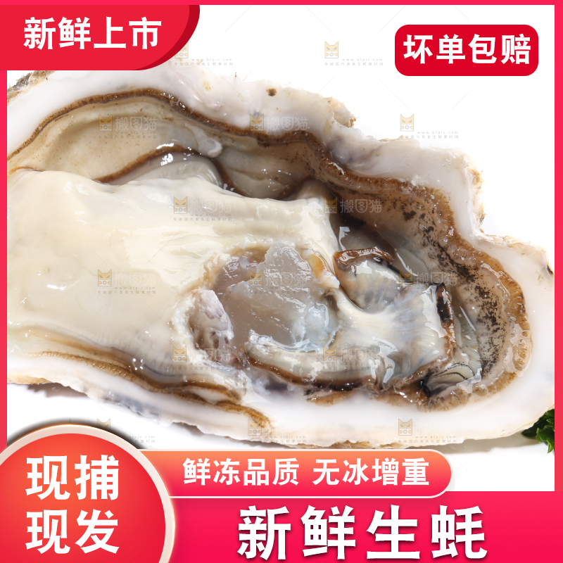 白底上剥开的牡蛎