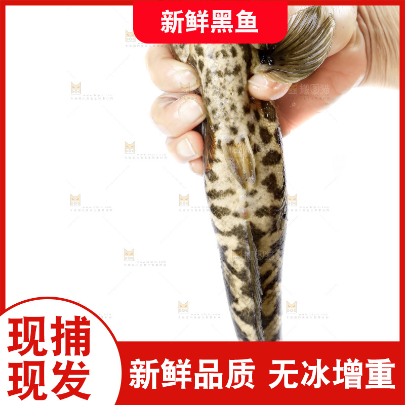 手拿黑鱼