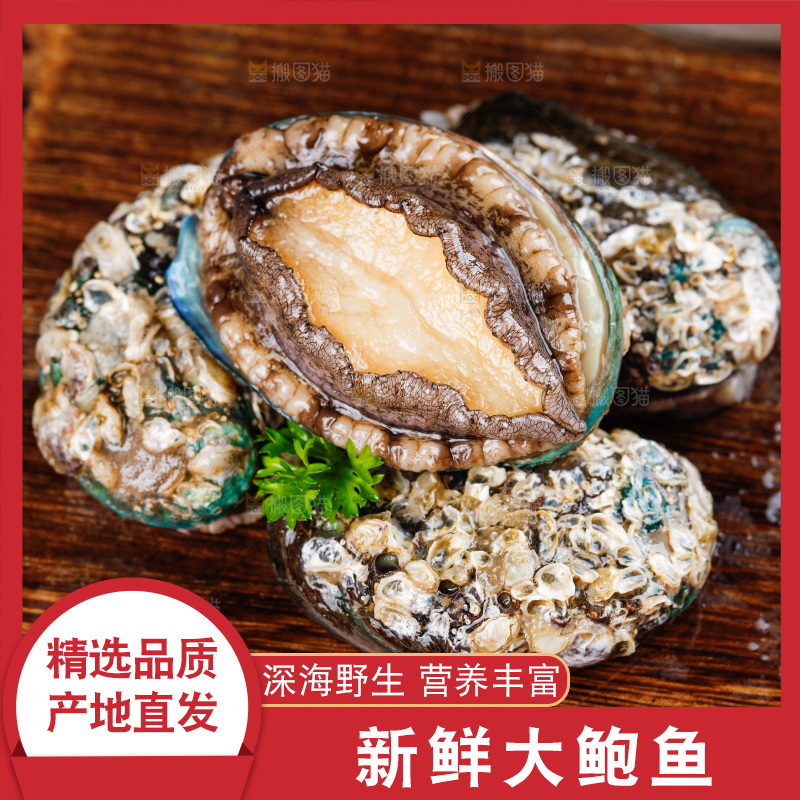 木底上的新鲜大鲍鱼
